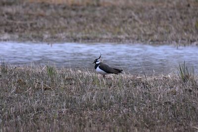 Lapwing in natural reserve