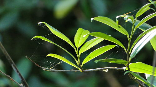 Close-up of plant