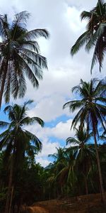 Low angle view of coconut palm trees against sky