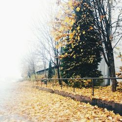 View of trees in park