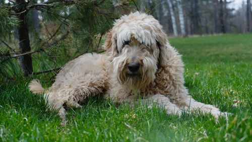 Dog relaxing on field