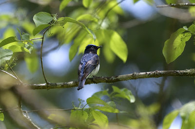 Low angle view of bird perching on tree