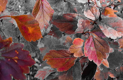 Close-up of maple leaves during autumn