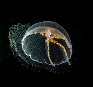 Close-up of jellyfish swimming in sea