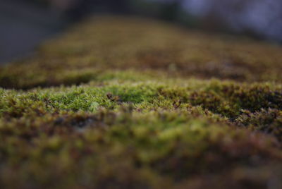 Full frame shot of moss on field