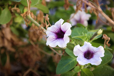 Close-up of purple flowers