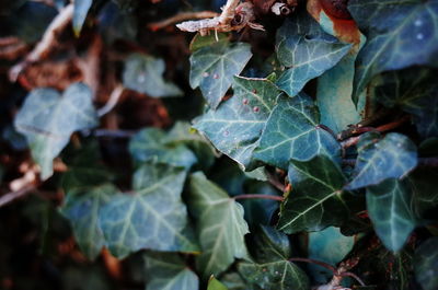 Close-up of fresh green leaves