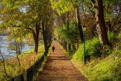 Footpath amidst trees in forest