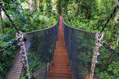 Narrow footbridge along trees in forest