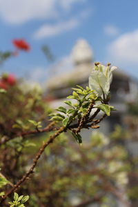 Close-up of flowering plant