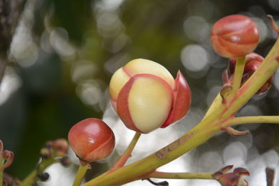 Close-up of cherries growing on plant