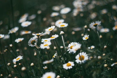 Close-up of white daisy flowers