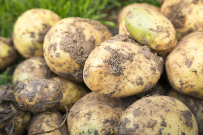 Stack potatoes on farm