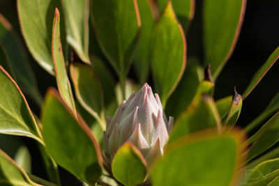 Close-up of flower blooming outdoors