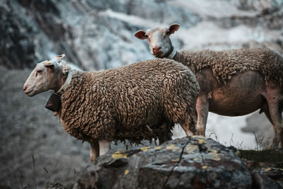 Sheep in a field