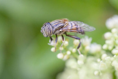 Close-up of insect on flower