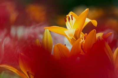 Close-up of yellow flowering plant