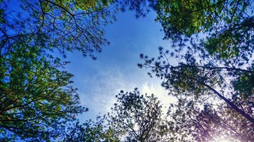 Low angle view of trees against sky