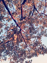 Low angle view of autumnal tree