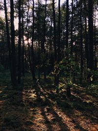 Trees in forest