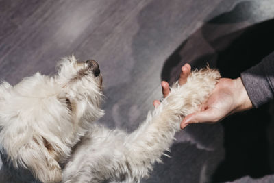 Ganaraskan dog sitting on the floor at home, giving paw to his owner, selective focus.