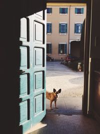 Dog standing on the wall