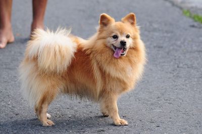 A cute pomeranian dog sticking out its tongue