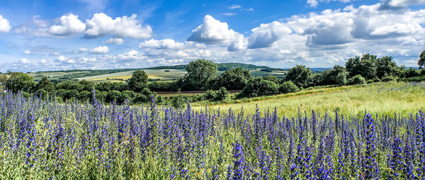 Panoramic view of flowering plants on field against sky