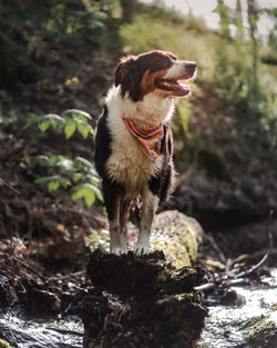 Dog looking away on fallen log