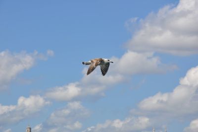 Low angle view of bird flying in sky