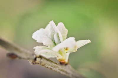 Close-up of white flowering plant