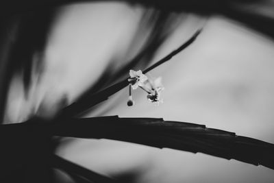 Low angle view of spider on plant