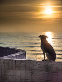 Dog on beach by sea against sky during sunset