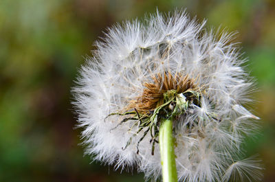 Close-up of white dandelion flower