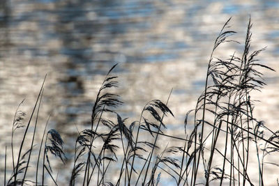 Close-up of plants against blurred background