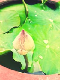 Close-up of lotus water lily