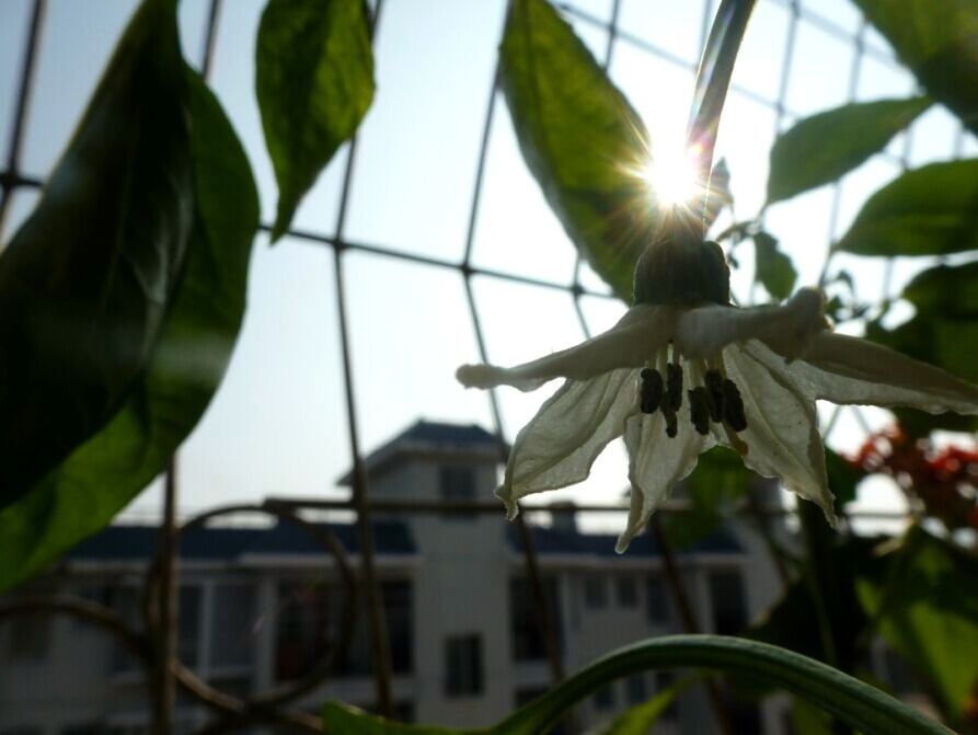 low angle view, leaf, growth, sunlight, focus on foreground, built structure, sun, plant, sunbeam, building exterior, close-up, architecture, flower, sky, day, nature, outdoors, freshness, no people, lens flare