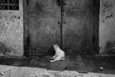 Portrait of cat relaxing outside abandoned house