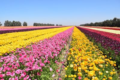 Colorful flowers in field against clear sky