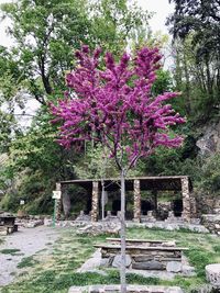 Pink flowering tree in park