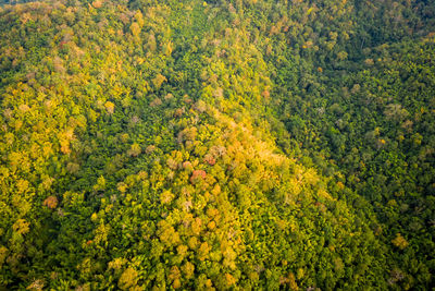 High angle view of yellow forest leave plants 