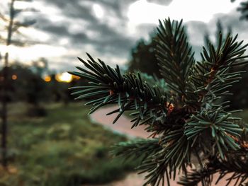 Close-up of pine tree against sky