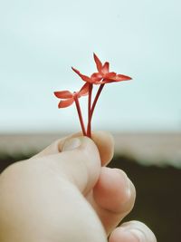 Close-up of hand holding flower