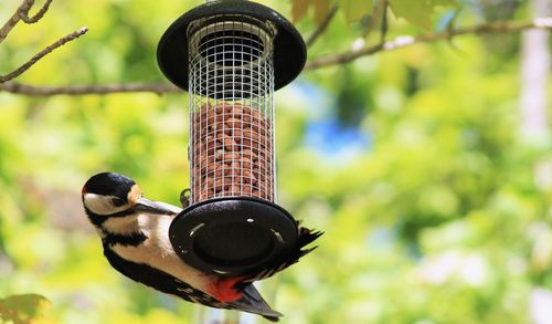 Close-up of woodpecker perching on bird feeder