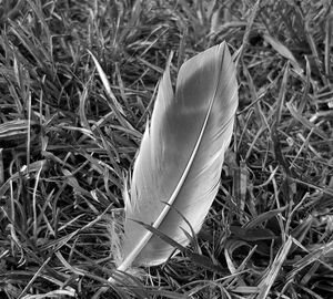 High angle view of feather on field