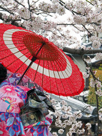 Woman wearing kimono with red umbrella against cherry blossoms on tree