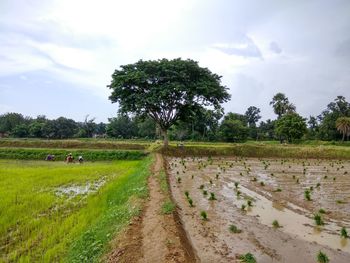 Scenic view of field against sky