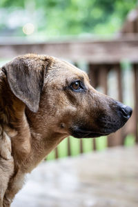 Close-up of dog looking away