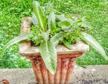 High angle view of plants