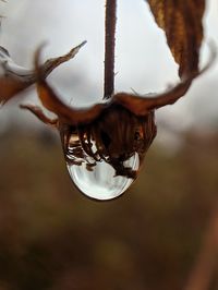 Close-up of water drops on twig